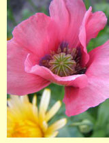 Мак (Papaver) Мак (Papaver)